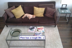 Maggiepup.Finn has a rough life