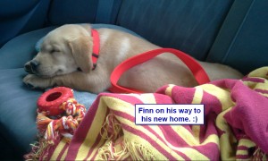 Maggiepup.Finn on his way home