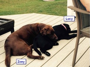 Maggiepup.Lucy (Gabby) and Zoey3