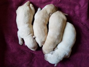 Lucy-Duke Pups...6-13-16...One Week Old