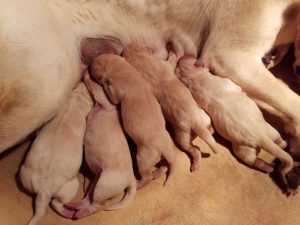 Lucy-Duke Pups...6-13-16...newborn