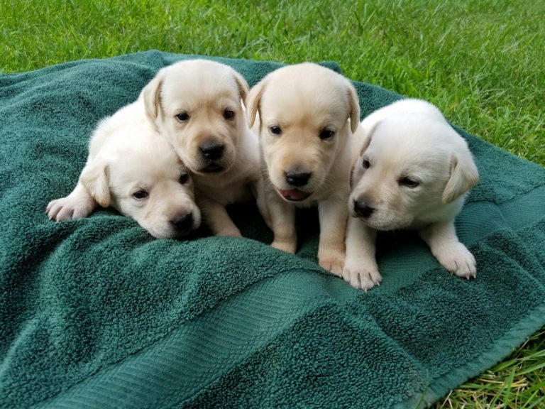 Liberty Pups